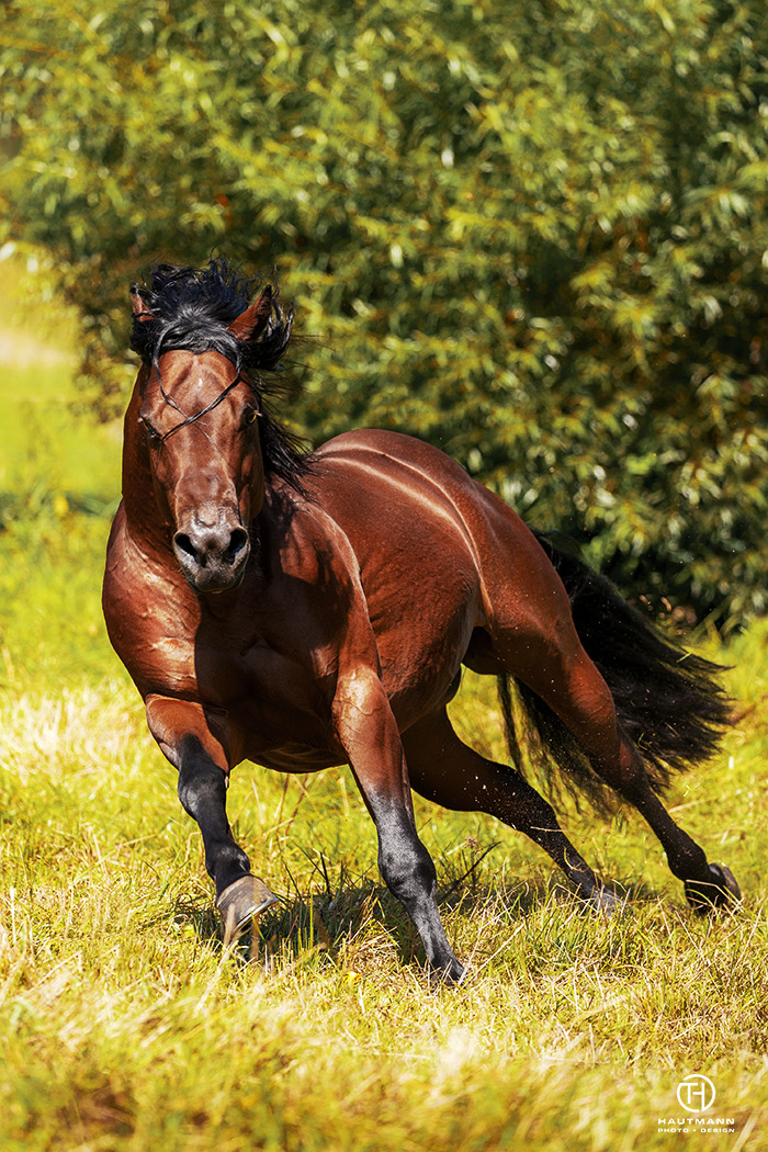 Quarter Horse Koppel