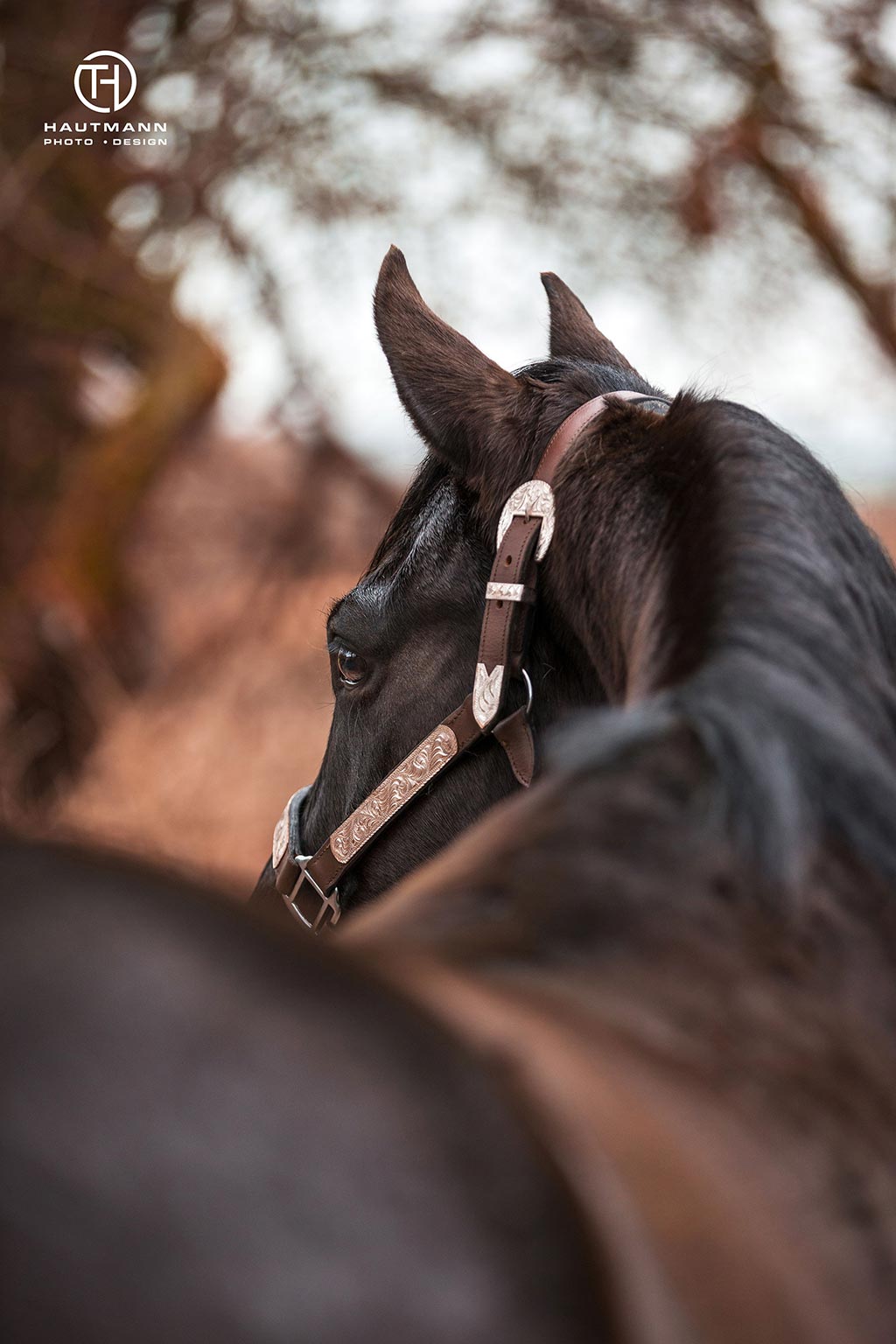 Quarter Horse Stute Fotoshooting
