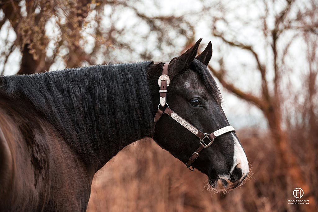 Tom Hautmann Pferdefotograf