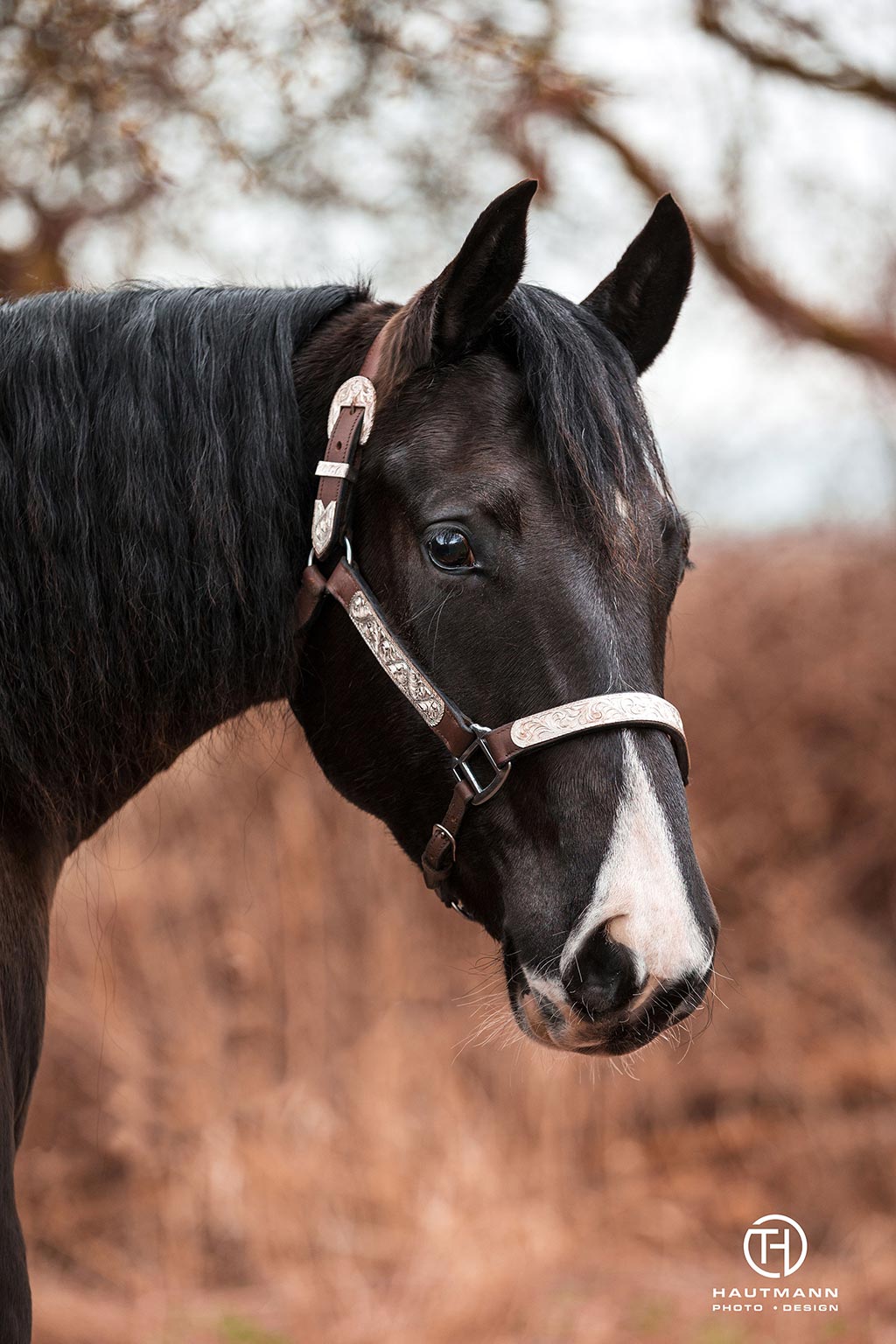 Kopf Quarter Horse Stute Lucy