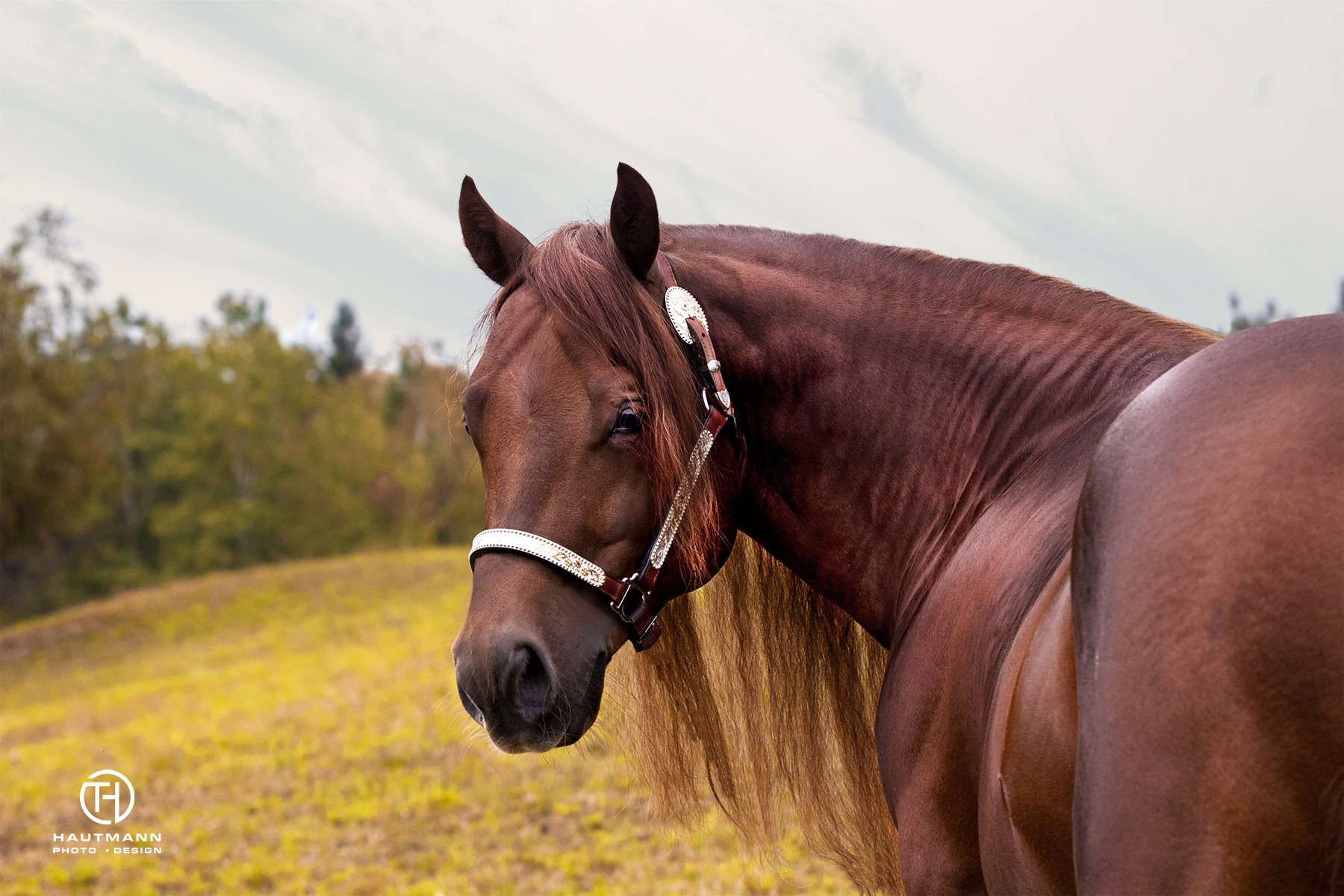 Portrait Customized Crome