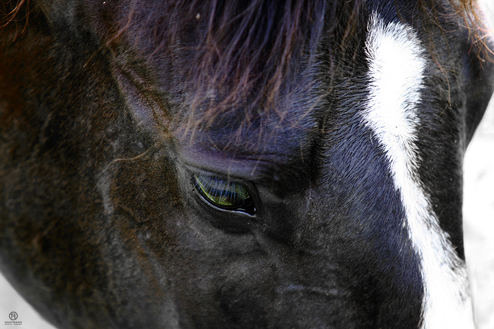 Erstes Fotoshooting als PFerdefotograf