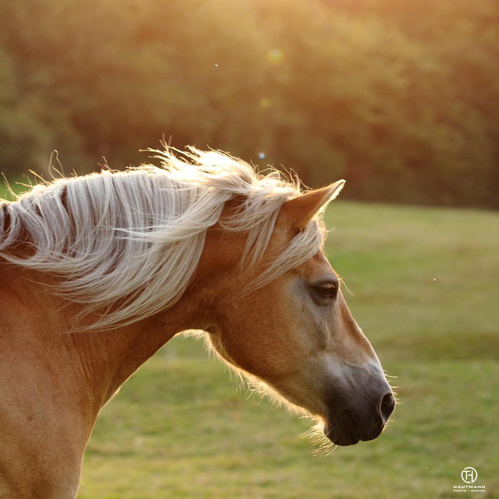 haflinger im sonnenuntergang