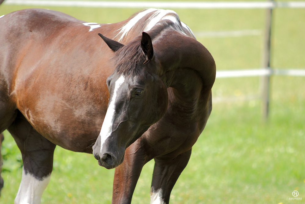 Paint Horse Wallach Portrait