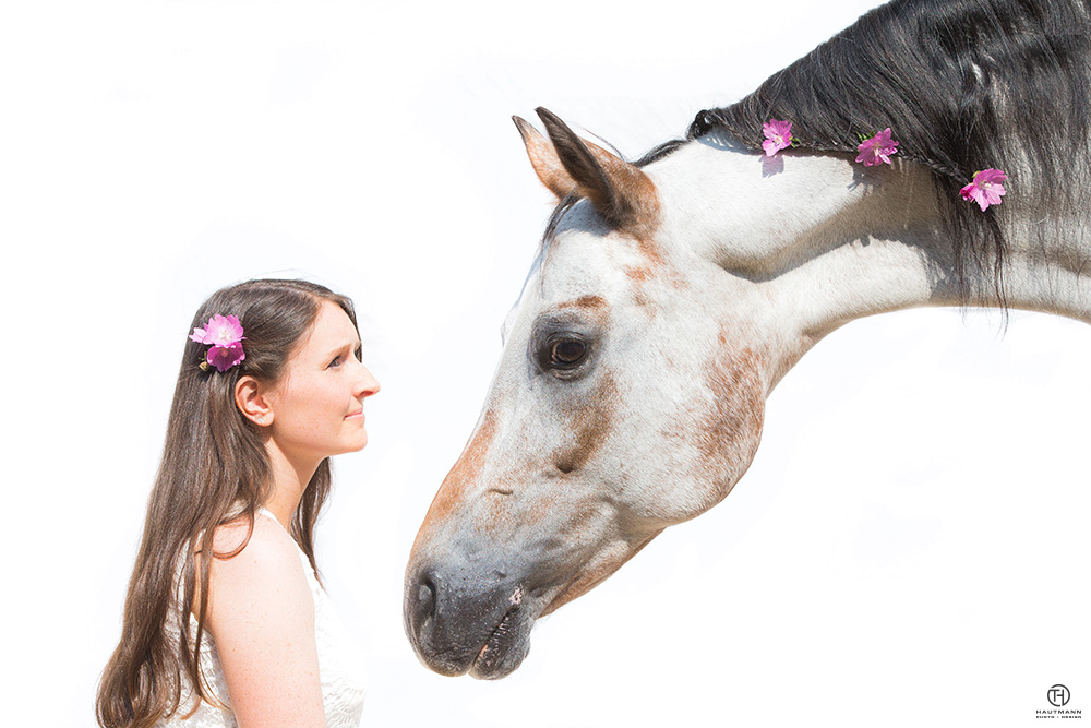 Pferd vor weißem Hintergrund