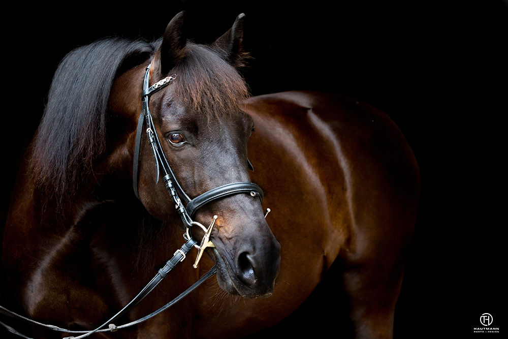 schwarzer pony wallach