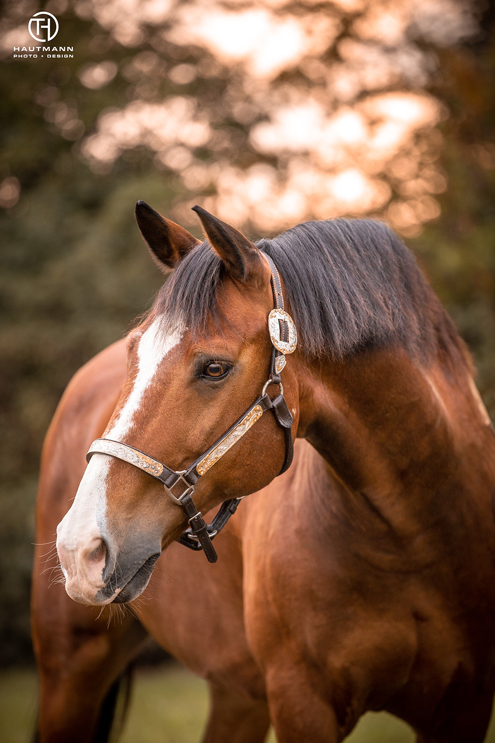 Pferd im Sonnenuntergang
