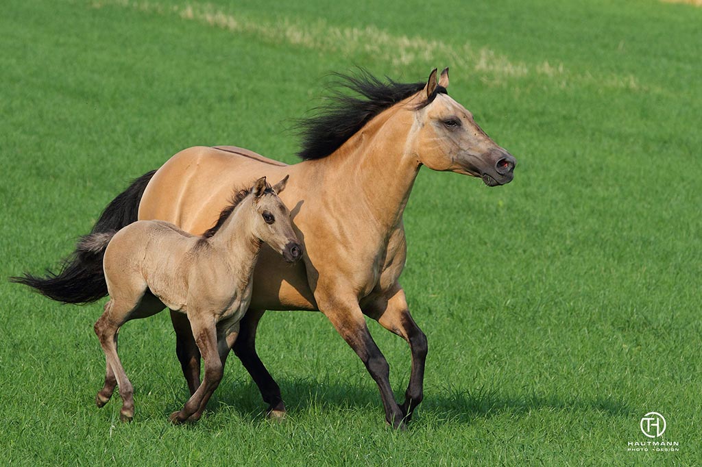 Quarter Horse Fohlen by Lil Peppy Dunit Right