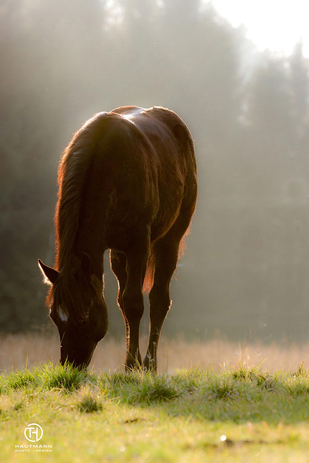 Quarter Horse Koppel