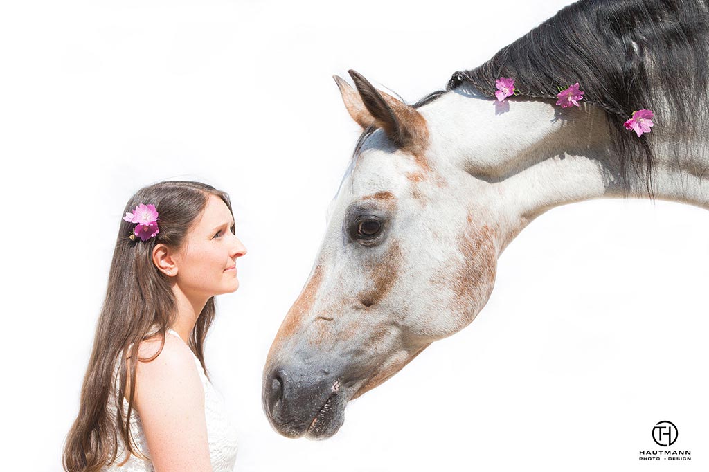 Pferd vor weißem Hintergrund