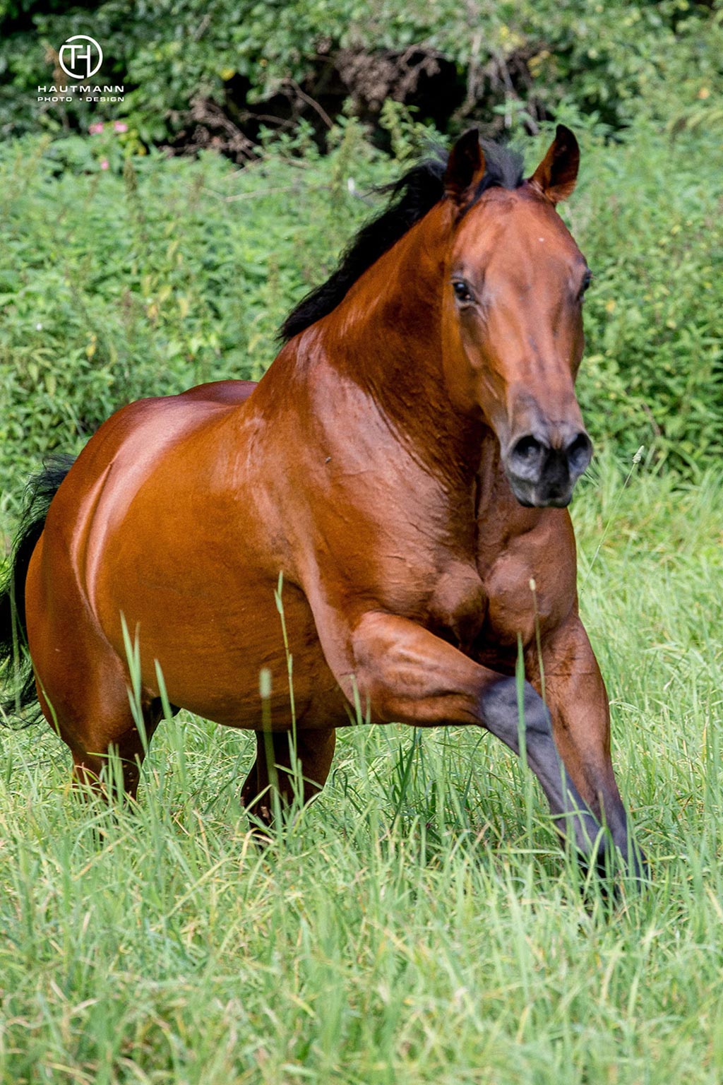 Quarter Horse Stute KOppel