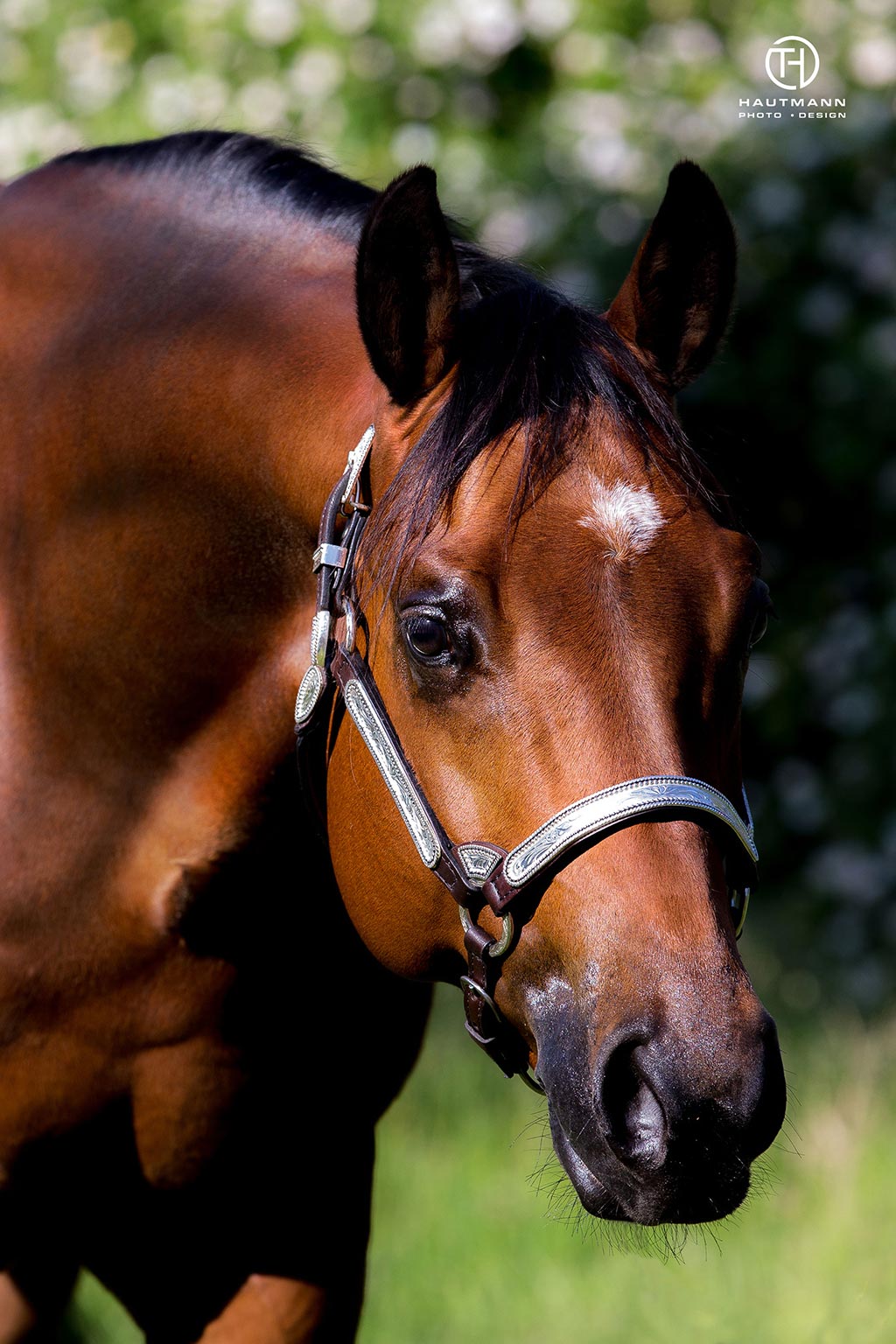 quarter Horse Hengst