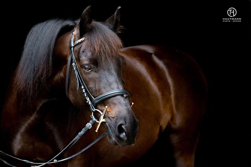 Schwarzer Hintergrund Pferd