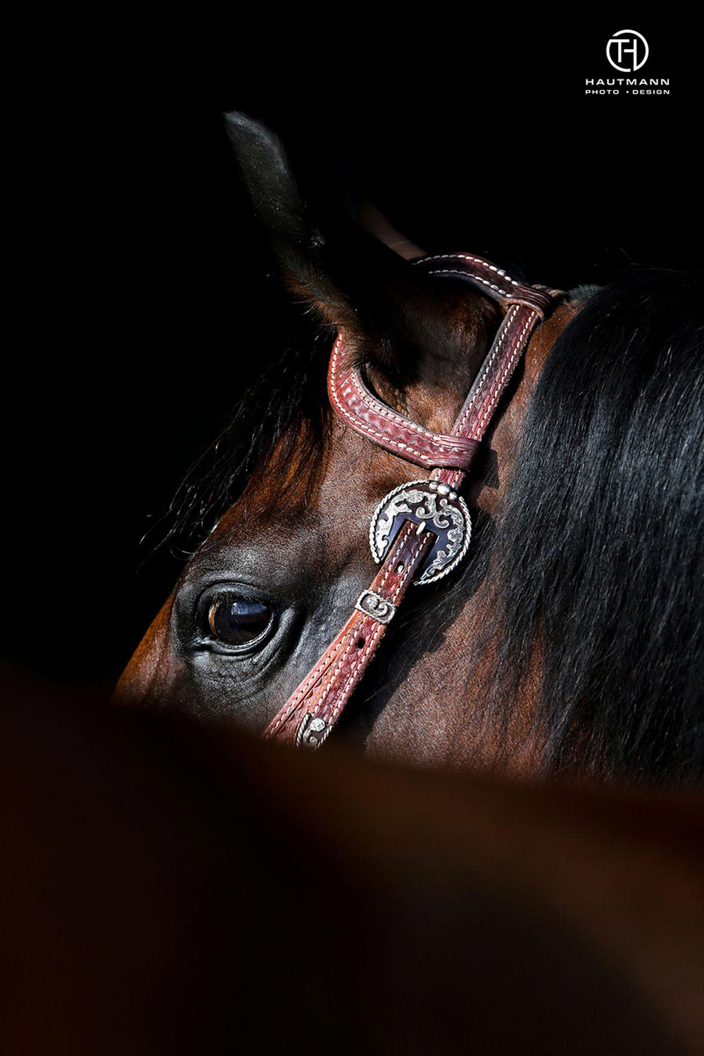 Quarter Horse schwarzer Hintergrund