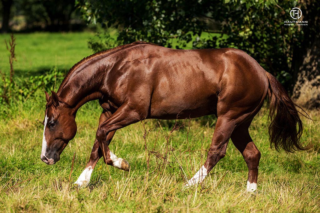 Koppelfotoshooting Quarter Horse