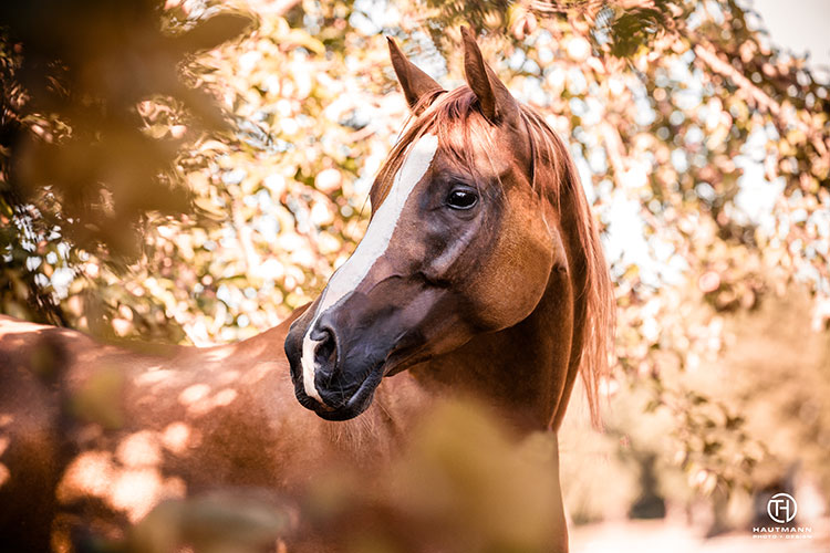 Araber im Gegenlicht