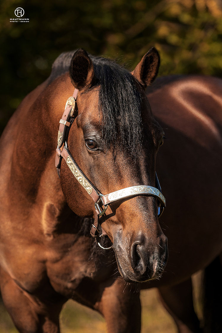 Bildbearbeitung Hengstfoto