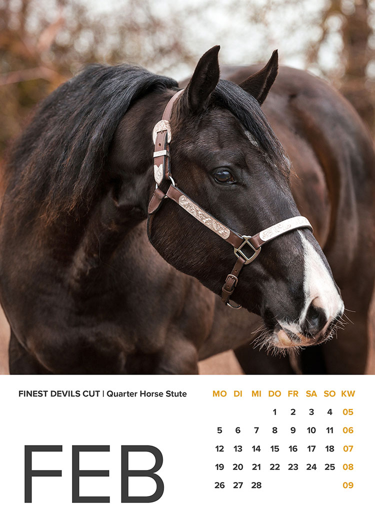 Quarter Horse Stute schwarz
