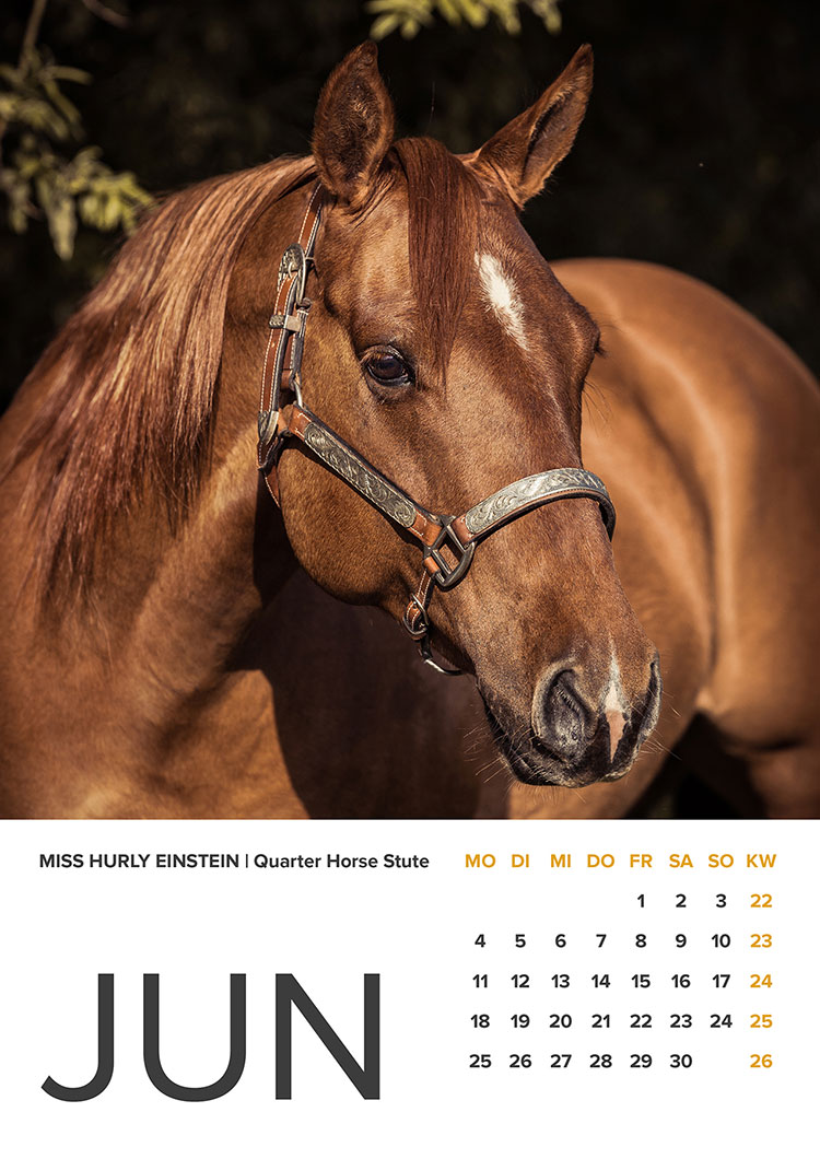 Pferdekalender Sommer