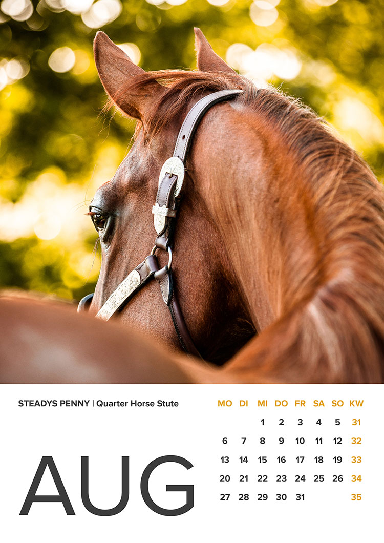 Foto Pferd Gegenlicht