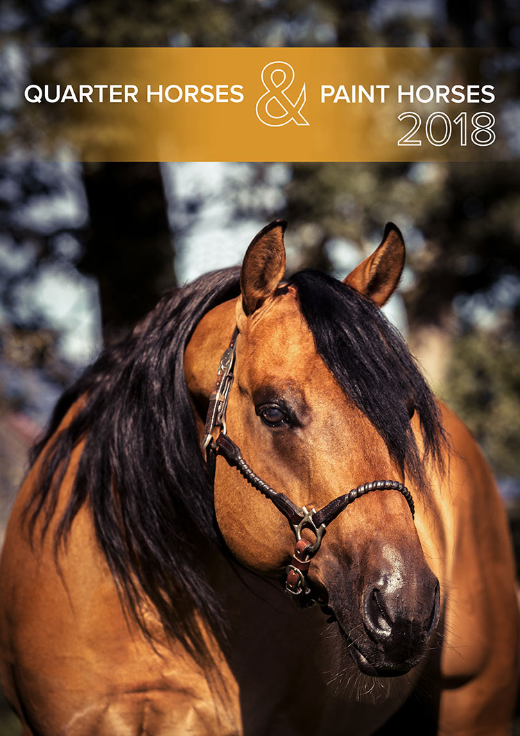 Titelblatt Kalender Pferd