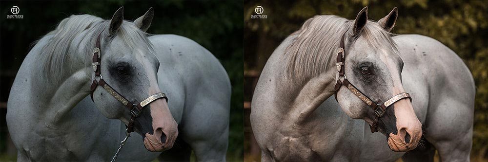 Bildretusche Pferdefoto