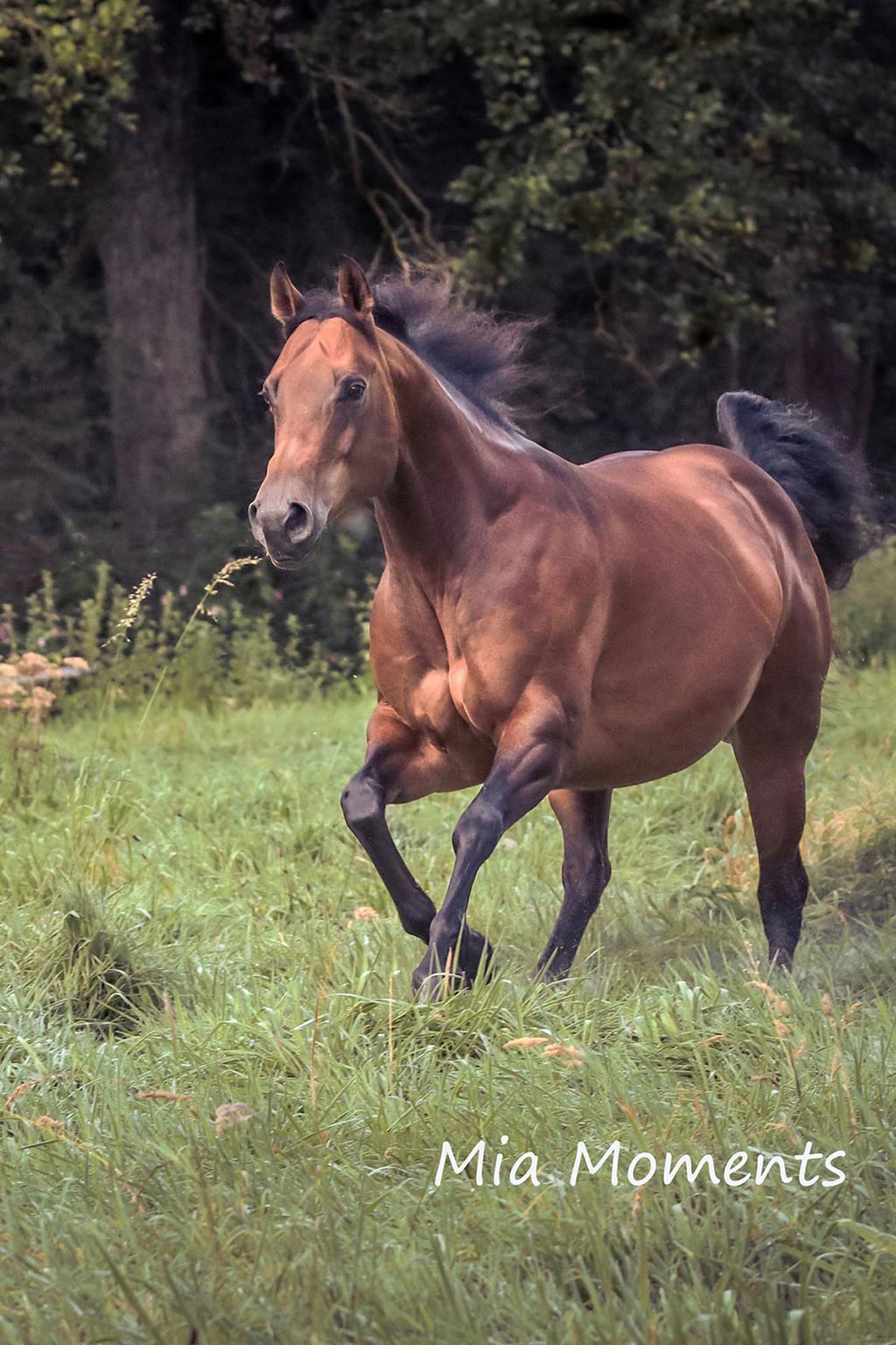 Fotoworkshop Koppelbild