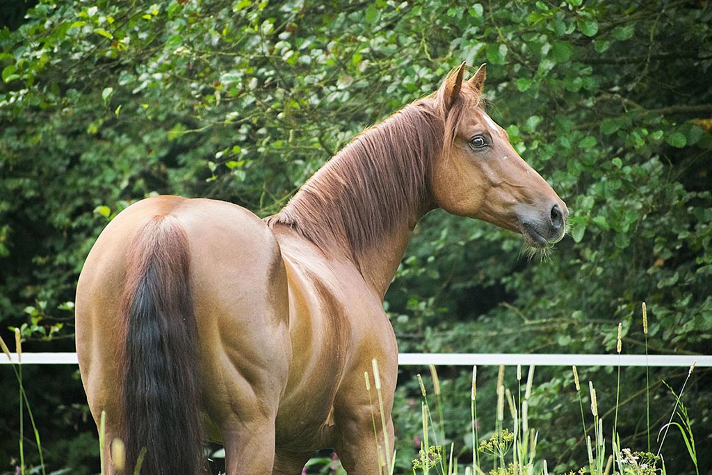 Fotokurs Pferd Koppel