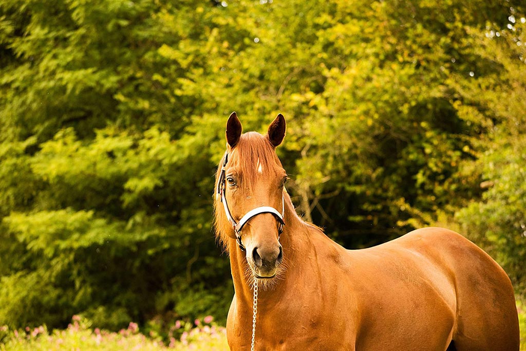 Quarter Horse Koppel Workshop