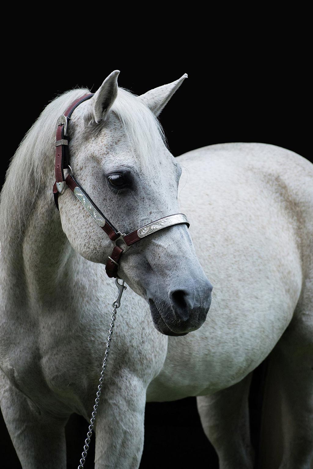 Workshop Pferdefotografie