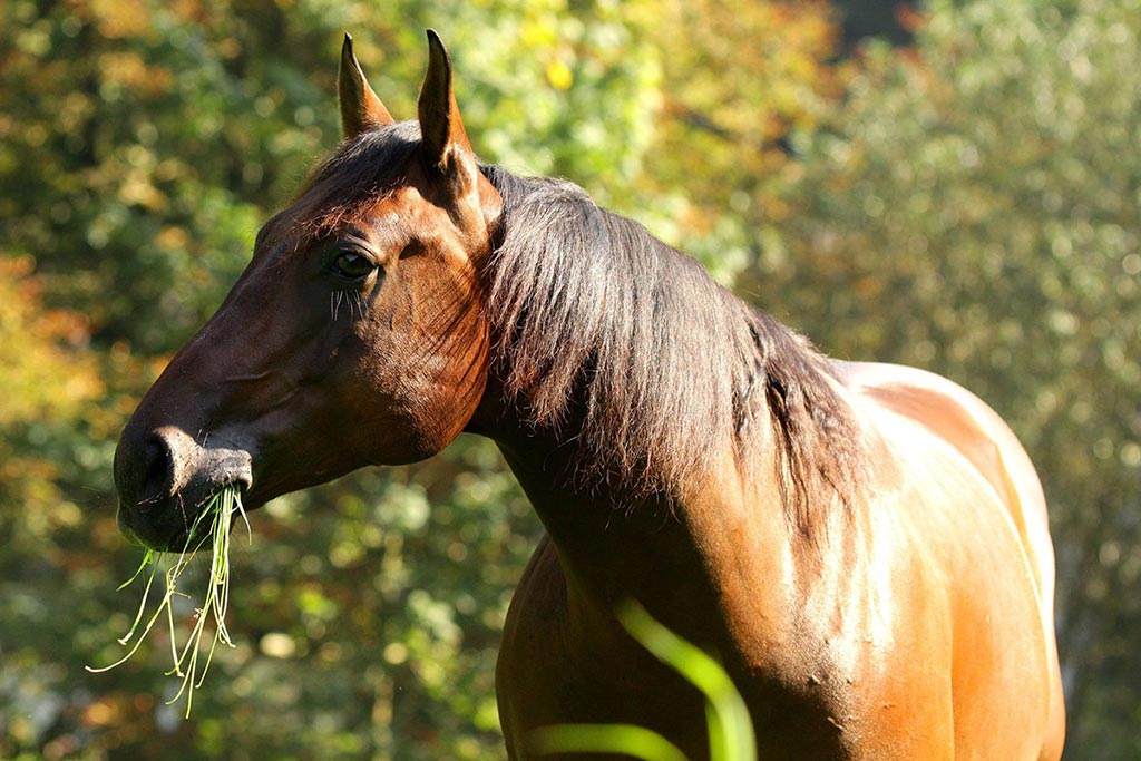 Pferd Fotoworkshop Koppelportrait