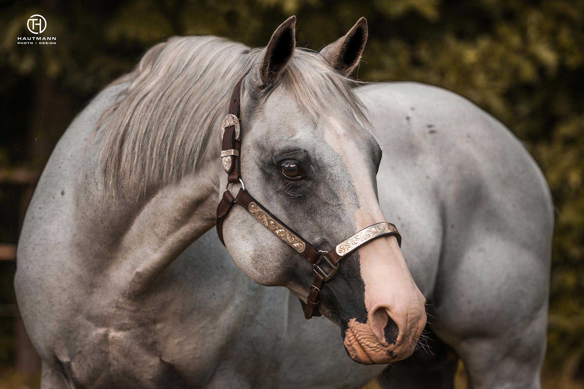 Quarter Horse Hengst