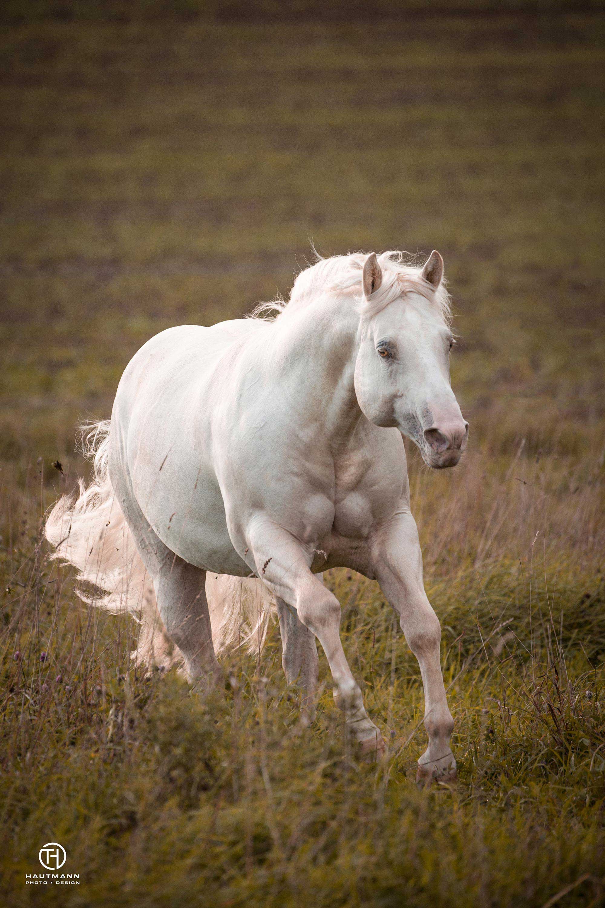 TC Dun in Ice Hengst